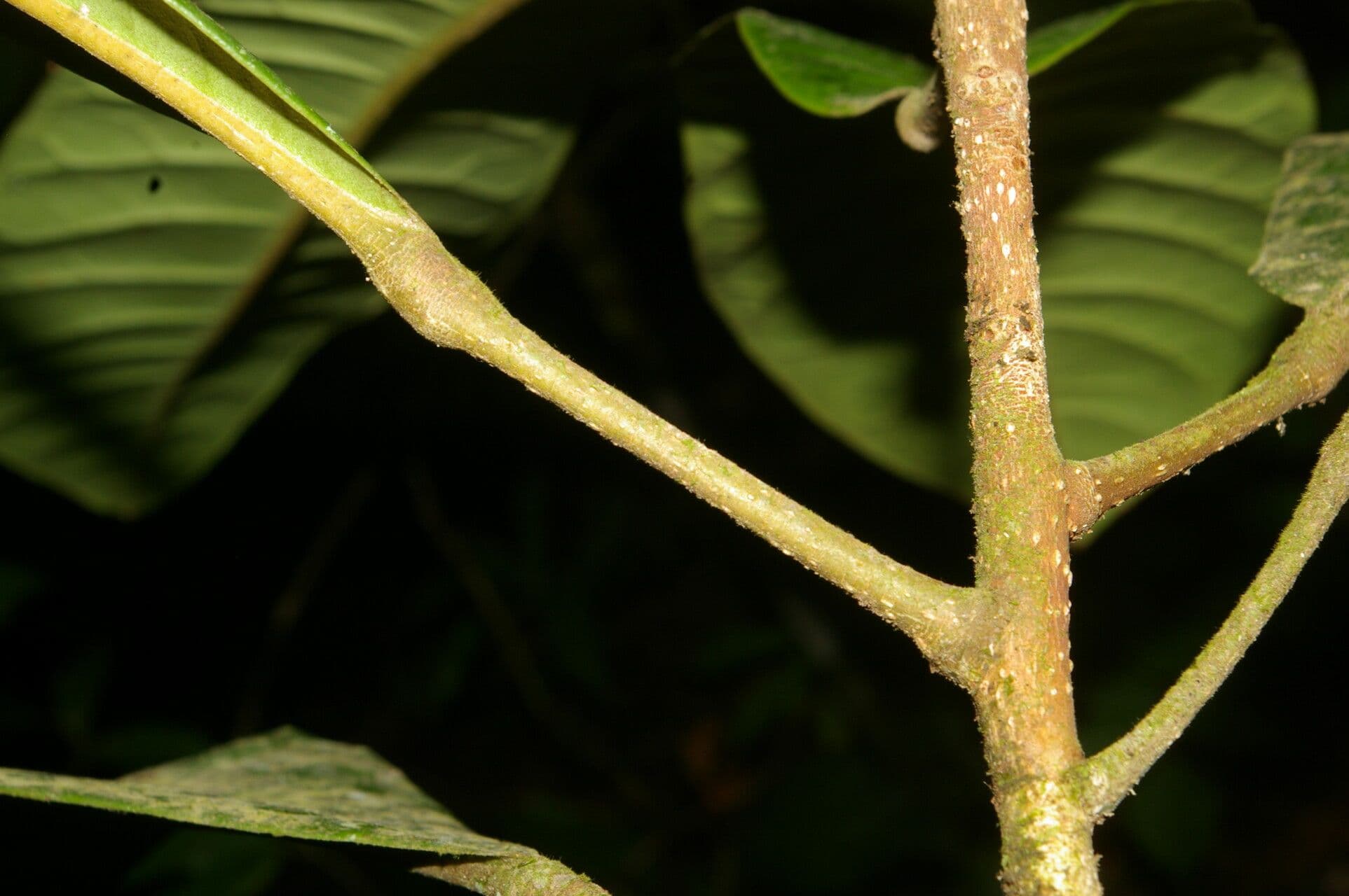 Conchocarpus 18