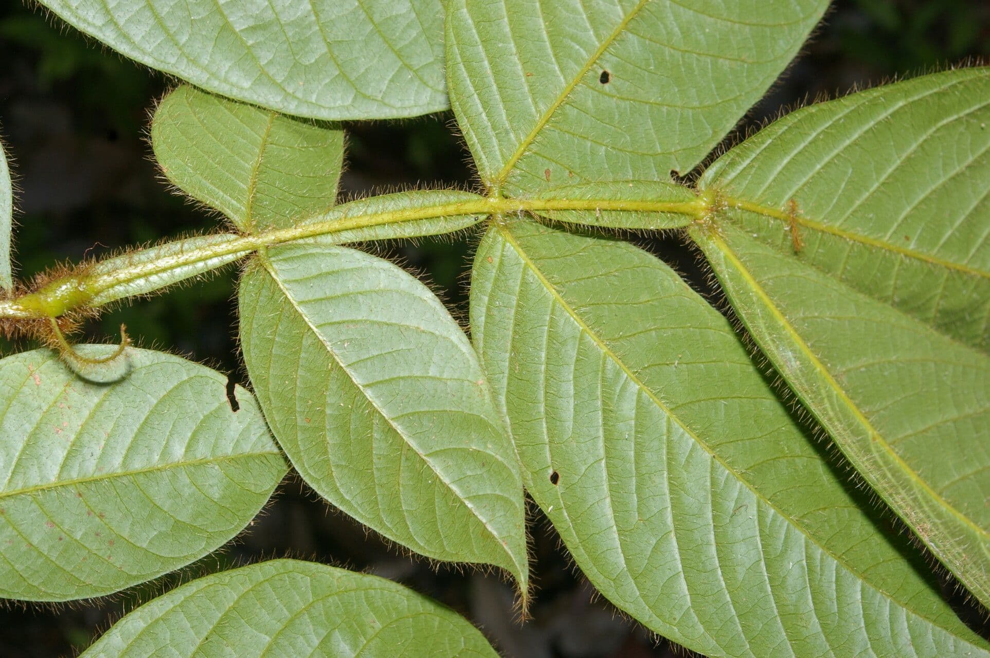 Inga 2
