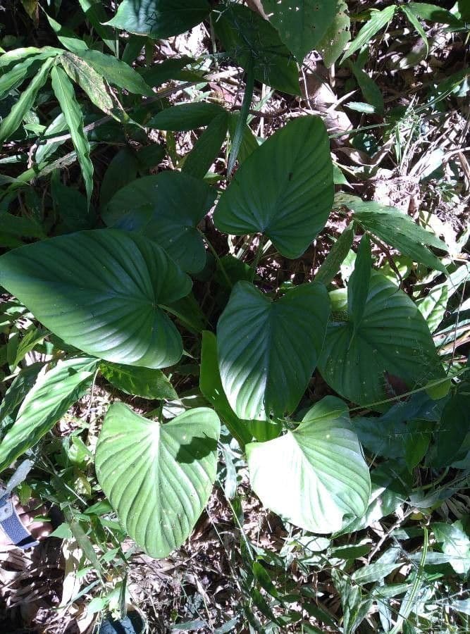 Homalomena 5