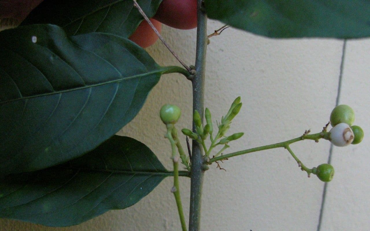 Cestrum nocturno 26