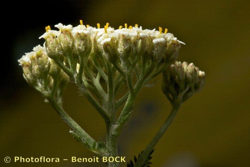 Achillea odorata