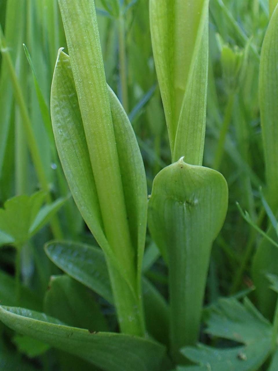 Orchide minore 22
