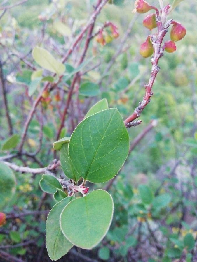 Manzanita 17