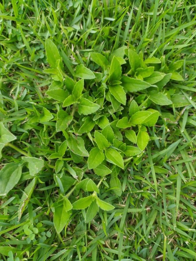 Lobelia 18