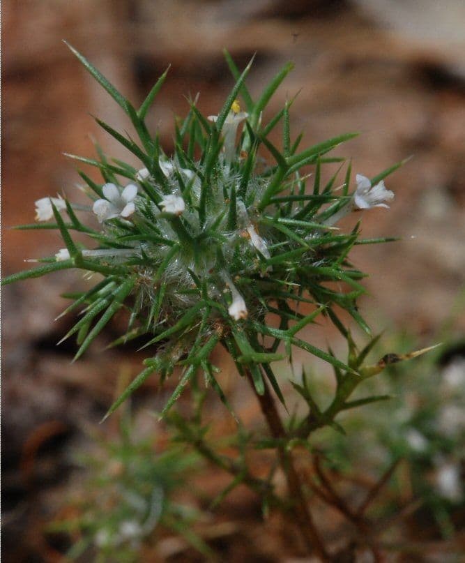 Needleleaf navarretia 14