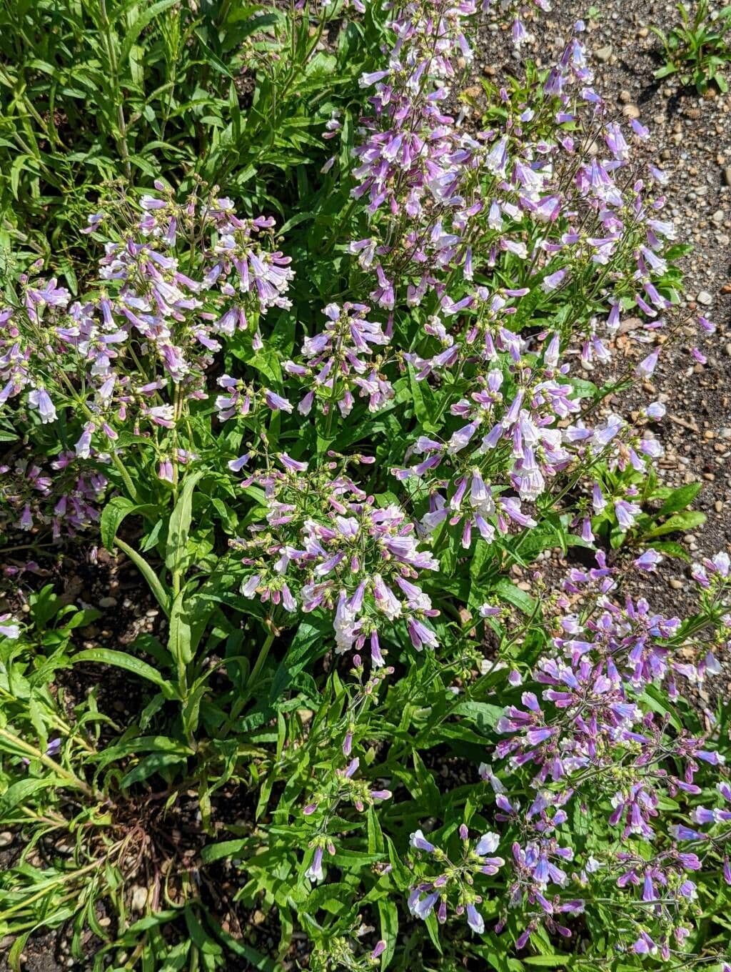 Penstemon hirsutus 10