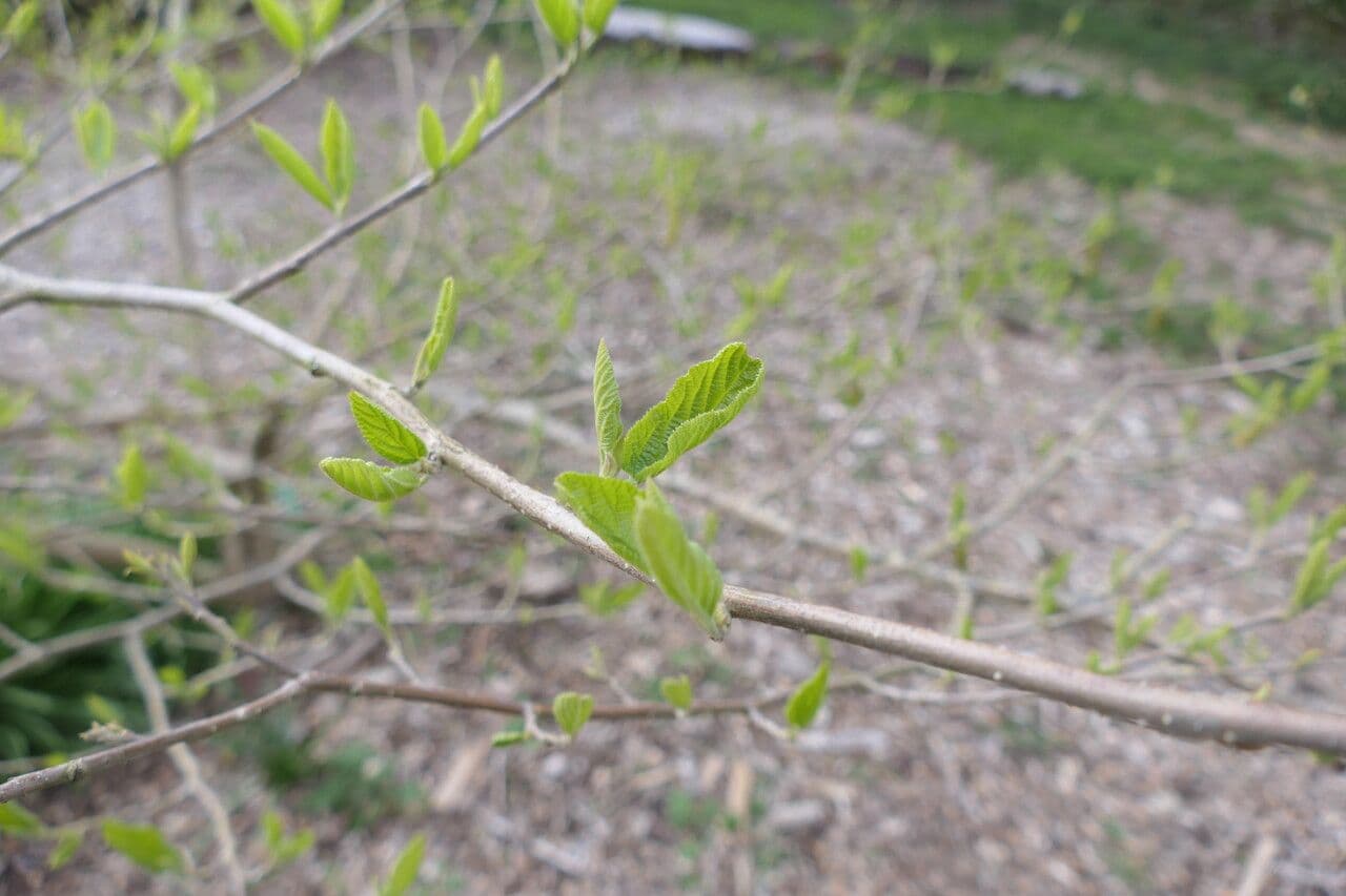 Sinowilsonia 5
