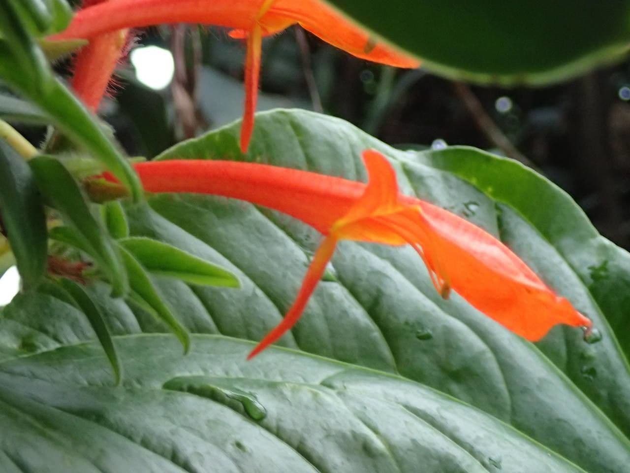 Columnea 11