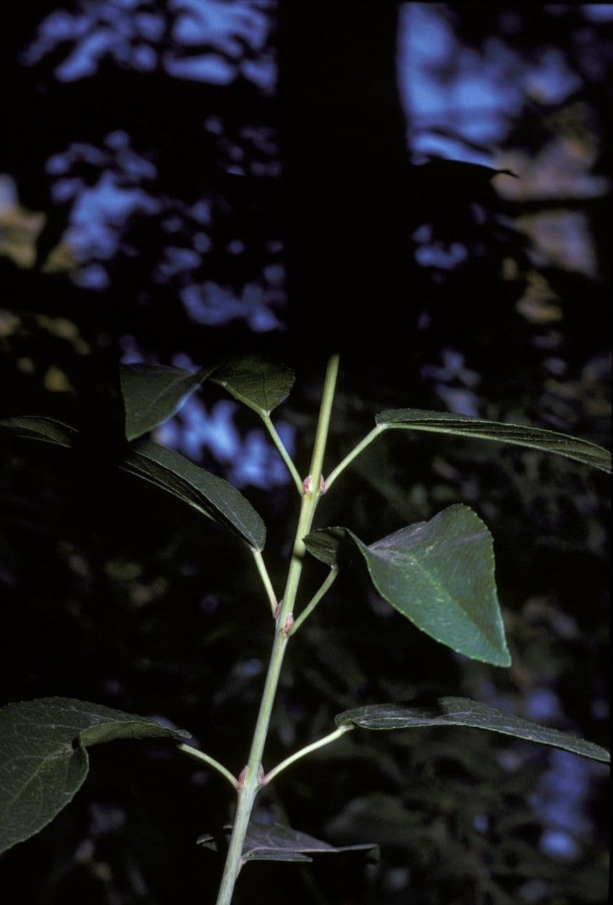 Aristotelia chilensis 19