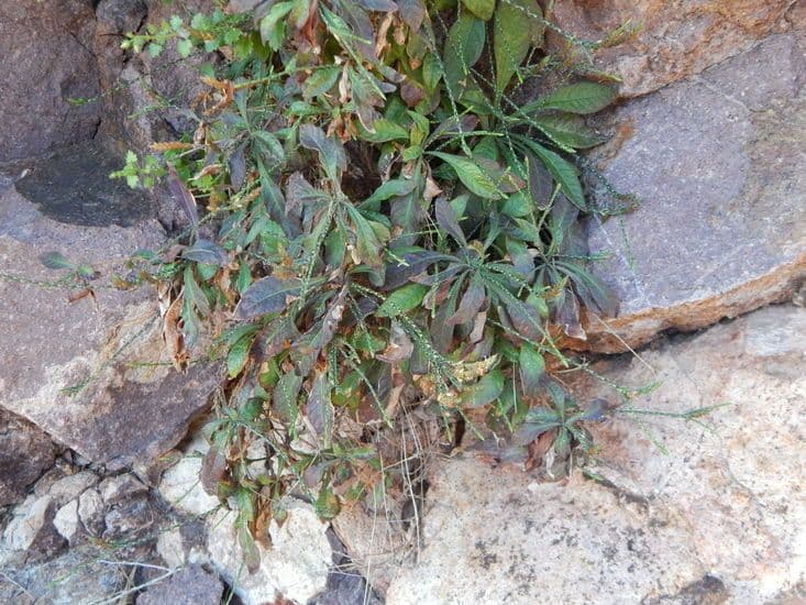 Scaglia viola 10