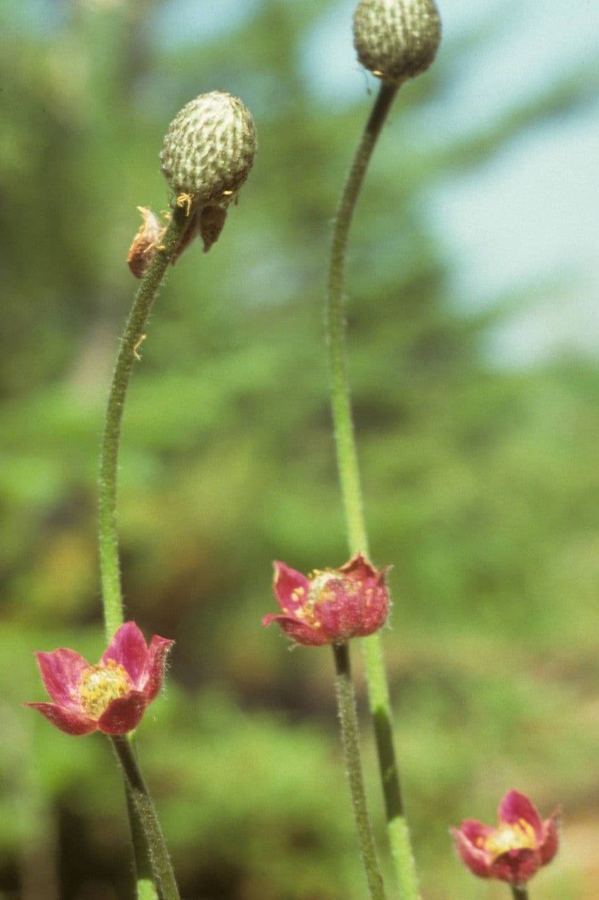 Anemone multifida