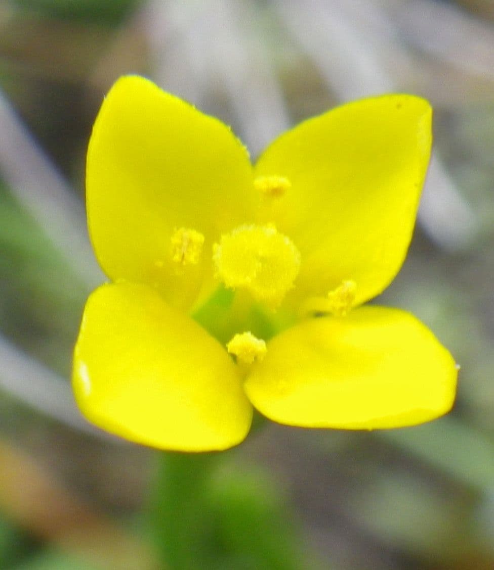 Cicendia filiformis 10