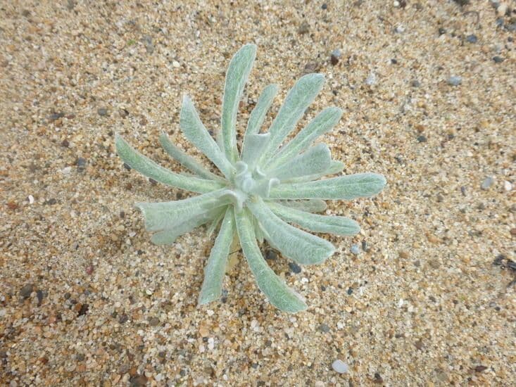 Pseudognaphalium stramineum 11