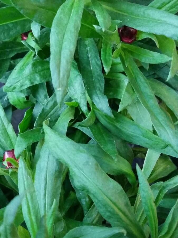 Xerochrysum 32