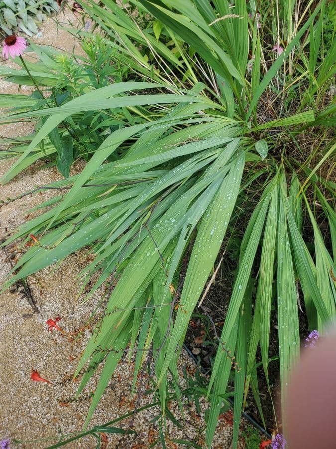 Montbretia 18