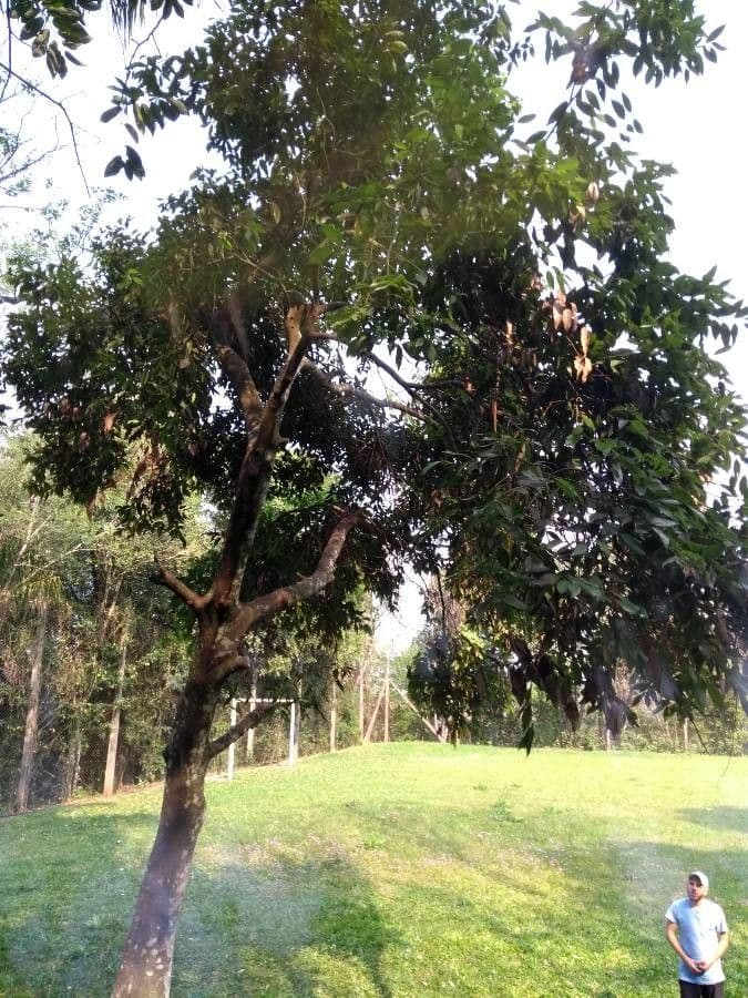 Kombretum 11