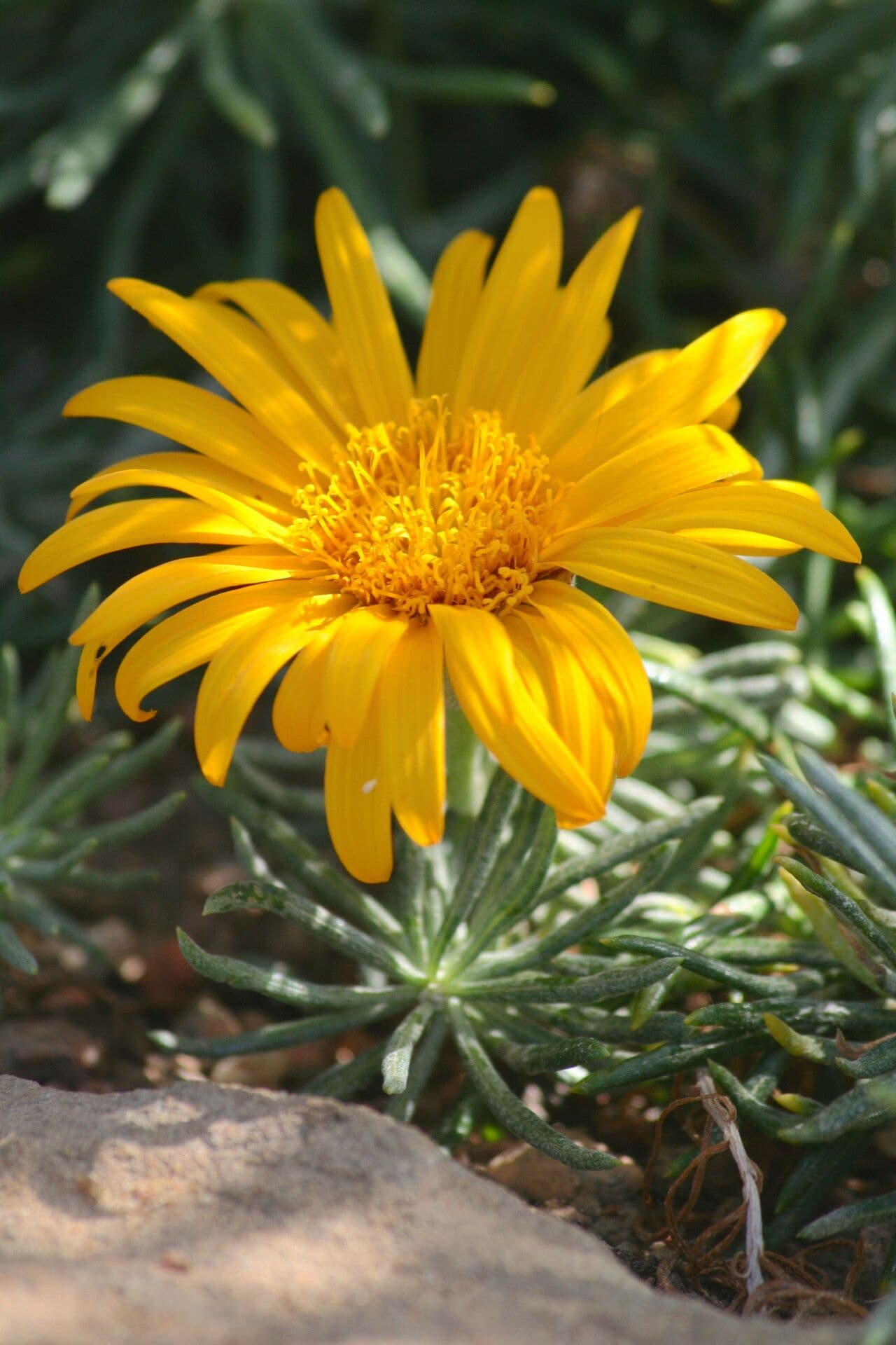 Heterolepis aliena