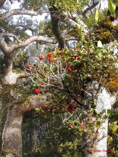 Syzygium