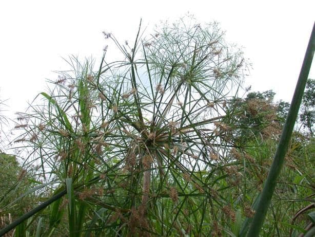 Zigolo gigante 4
