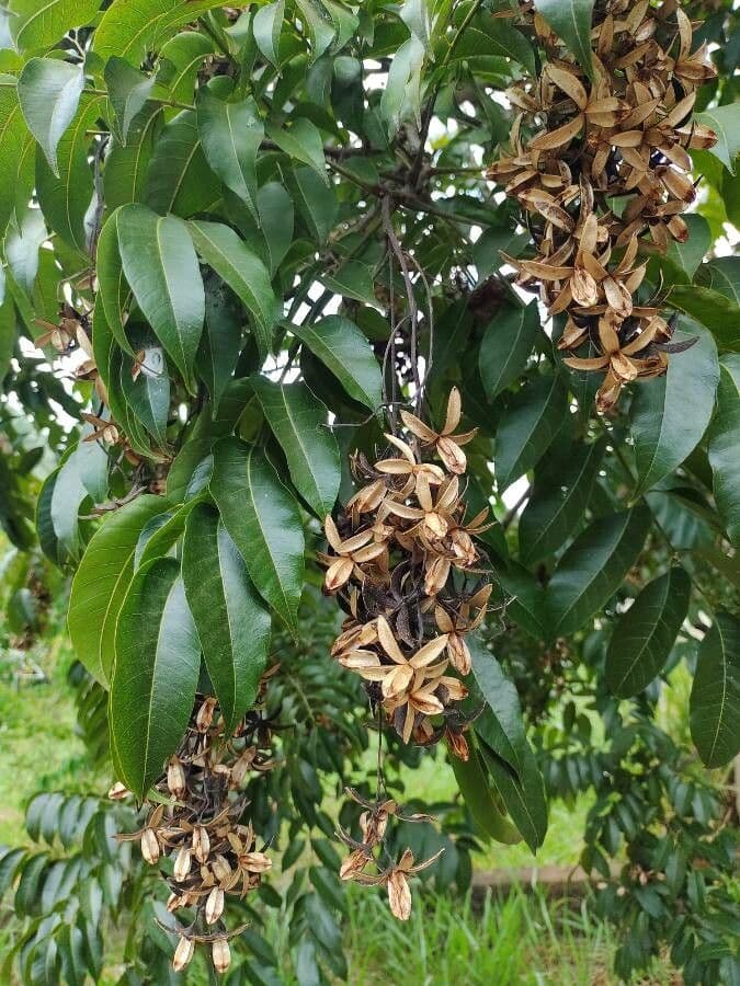 Cedro rosso