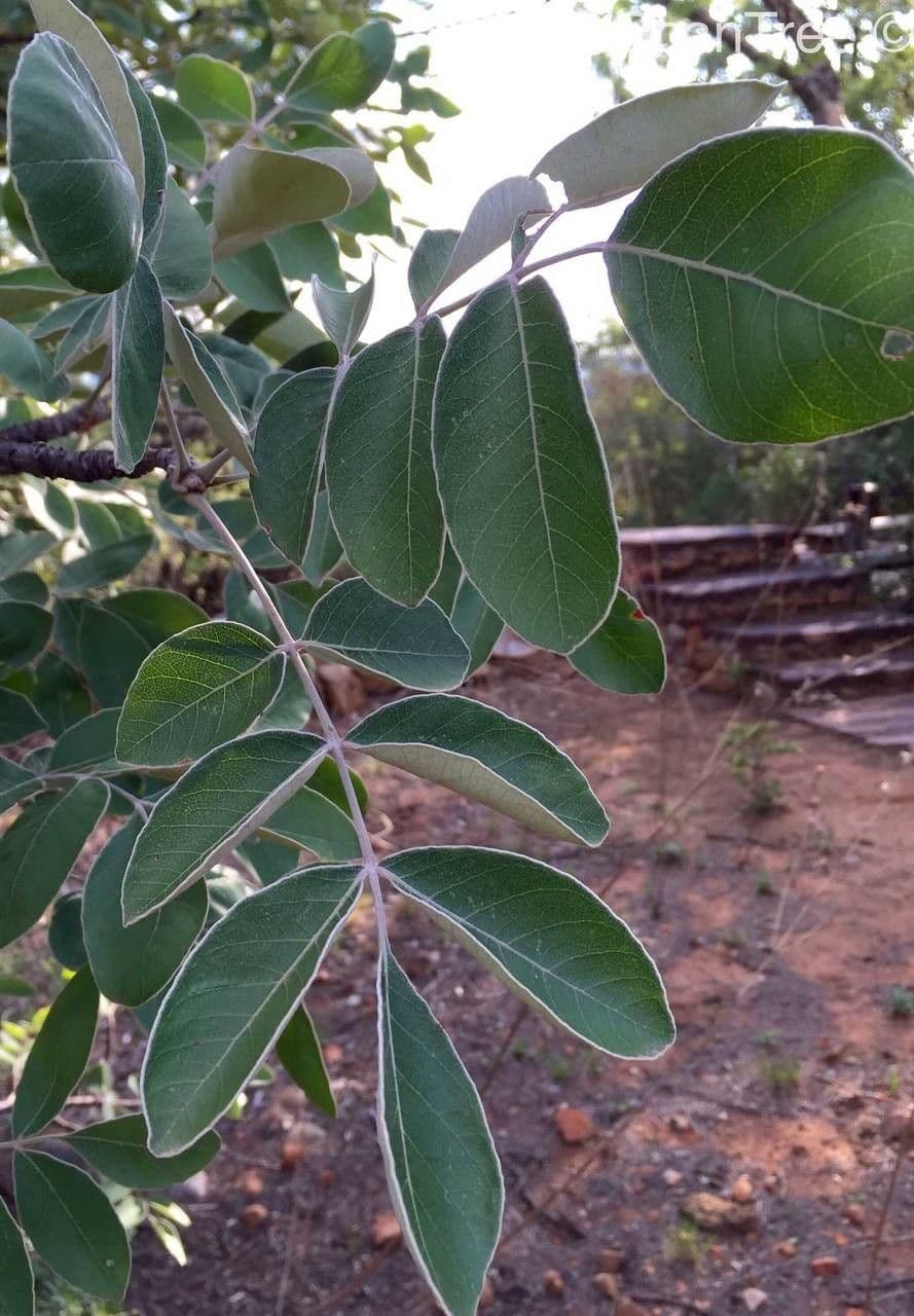 Lannea discolor 3