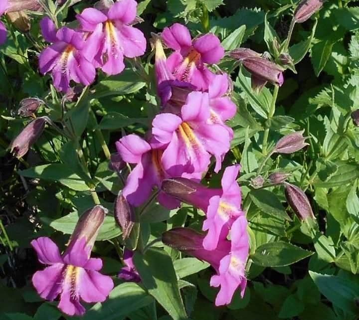 Erythranthe 5