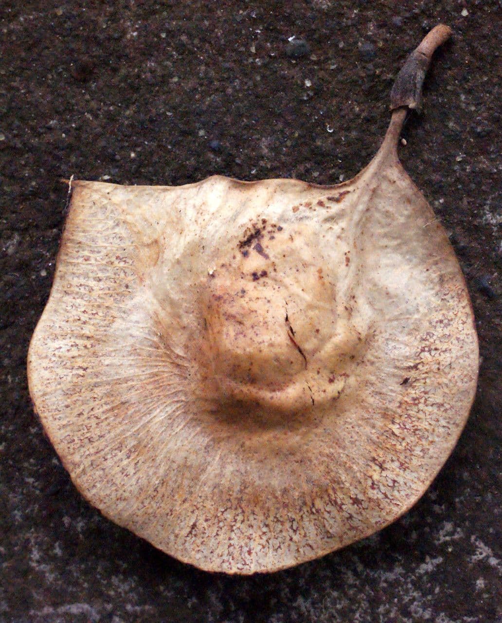 Pterokarpus indický 3