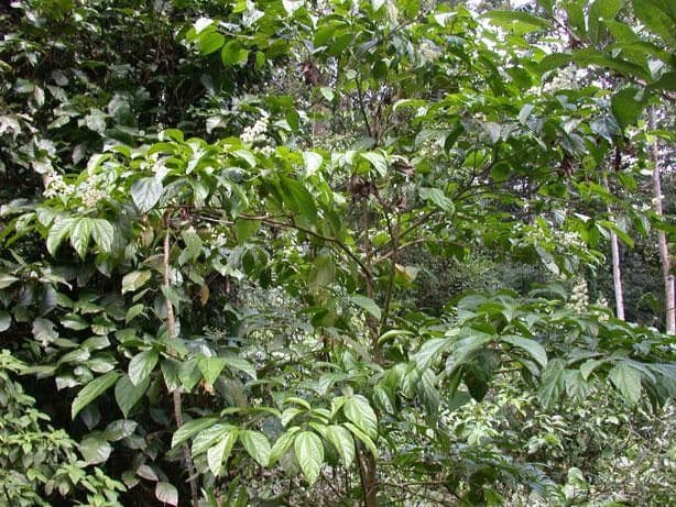 Lindens Pleuranthodendron 9