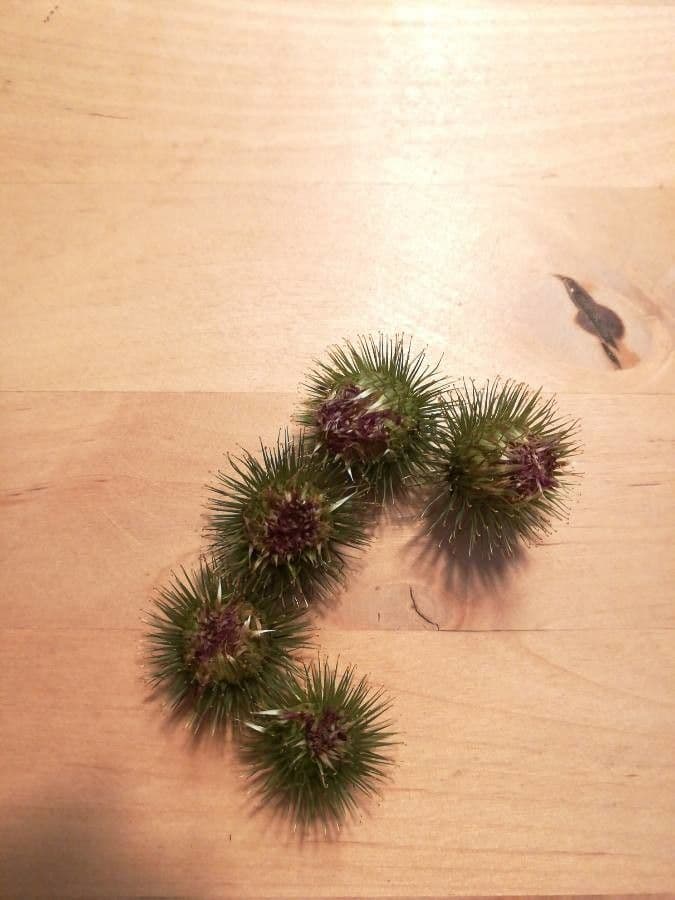 Bardana selvatica