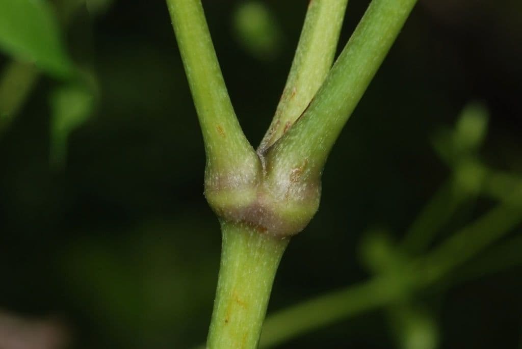 Zarte Süßdolde 24