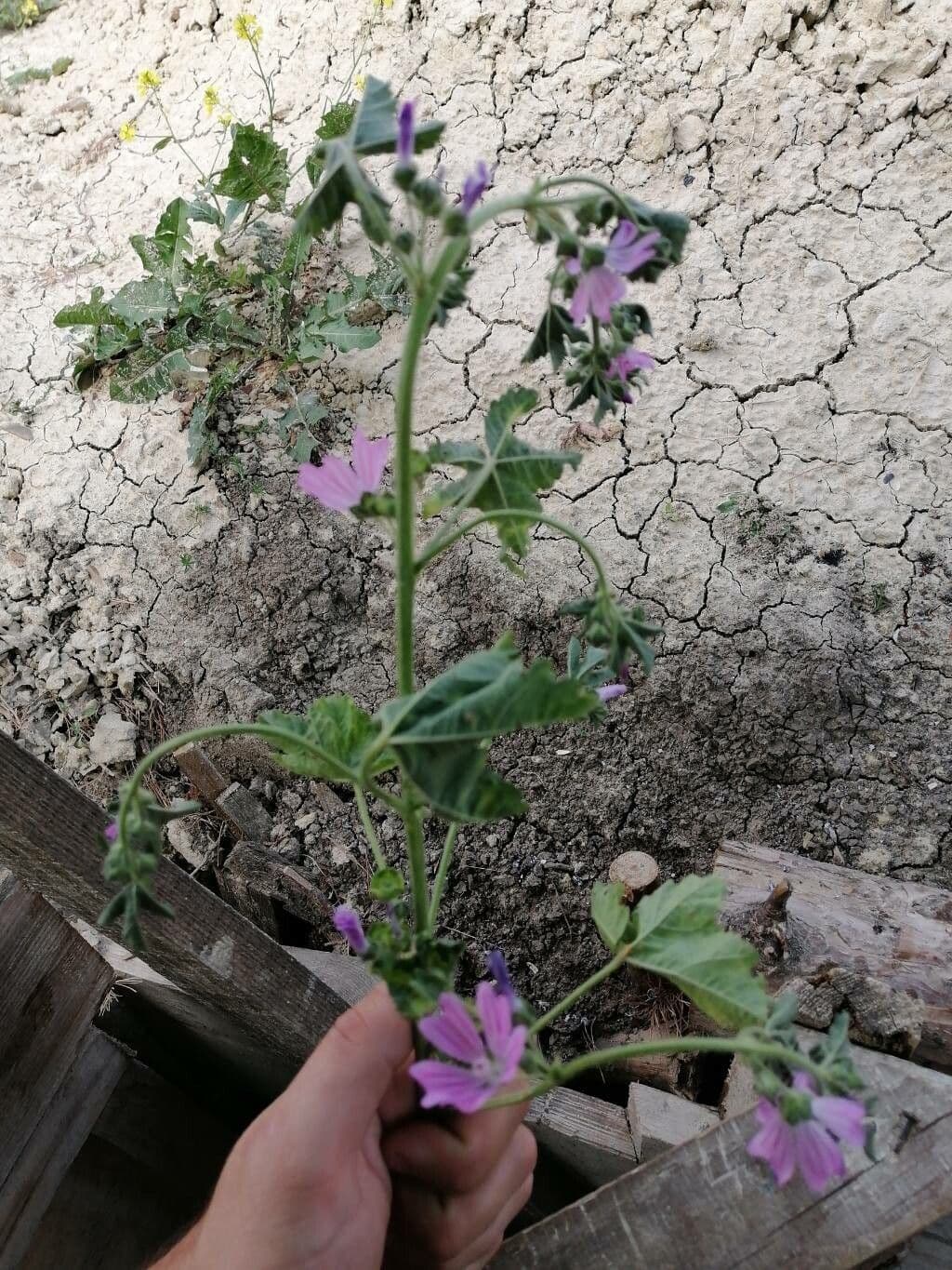 Malva multiflora 19