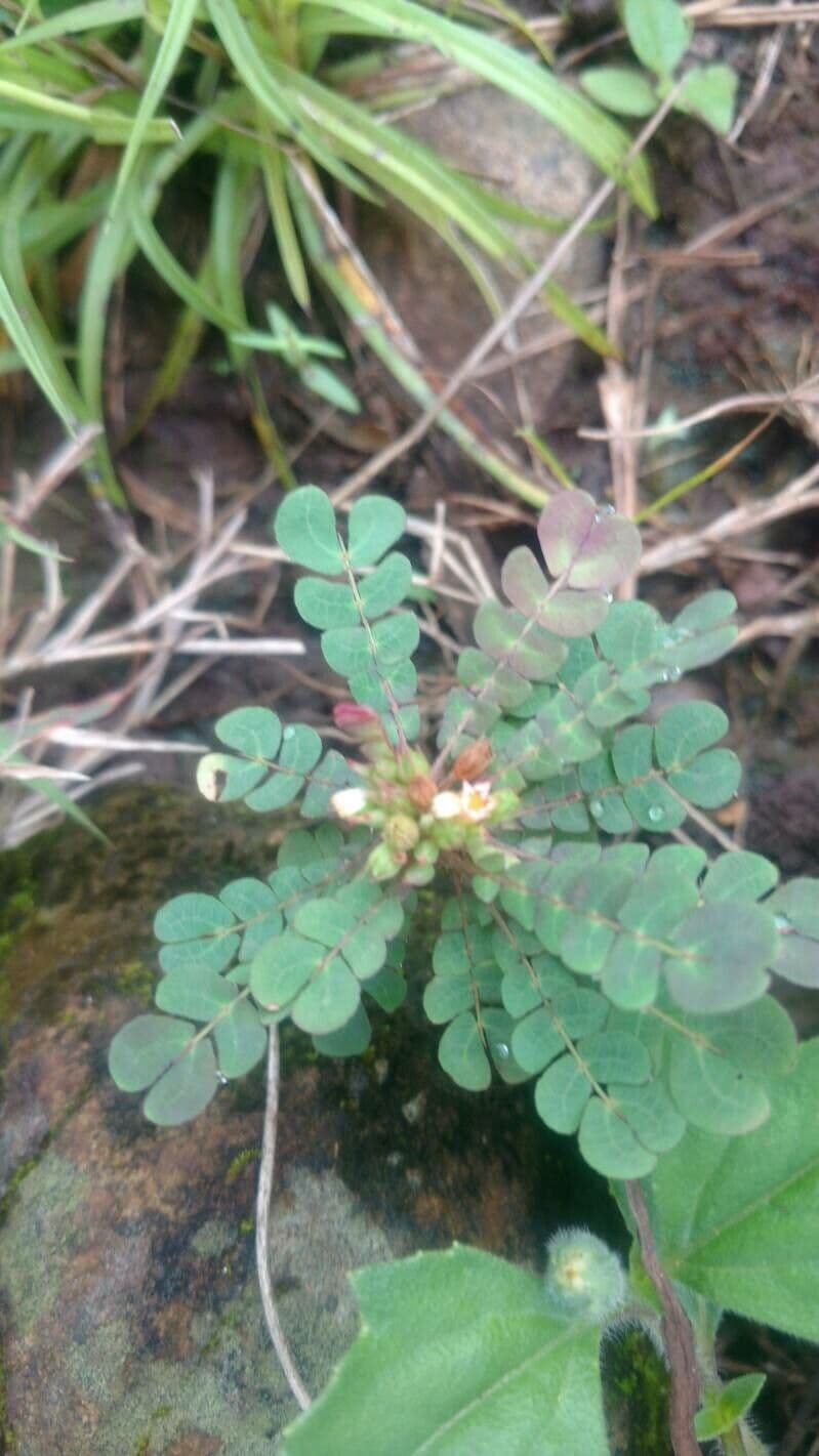 Biophytum umbraculum 5