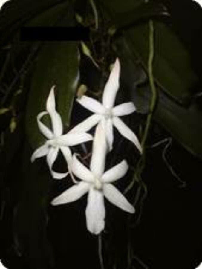 Aerangis bilobato 5