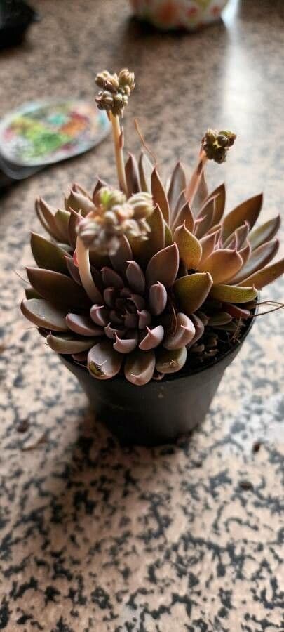 Graptopetalum 6