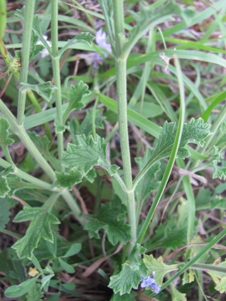 Verbena 3