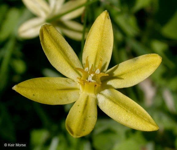 Triteleia 2