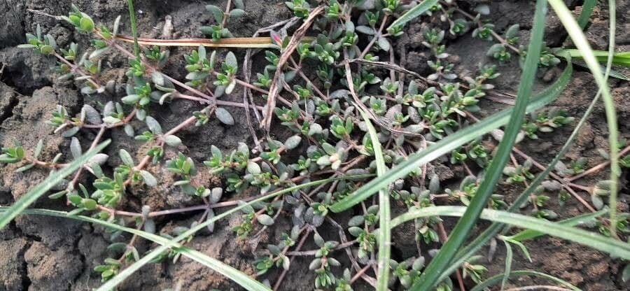Portulaca 8