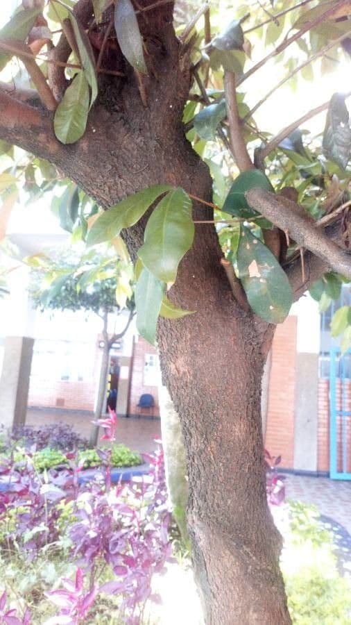 Syzygium paniculatum 23