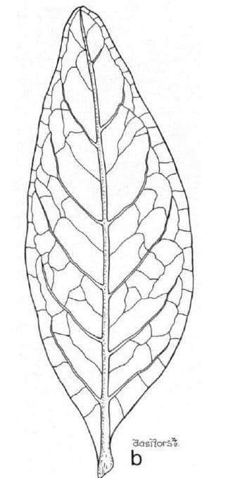 Lepidocupania