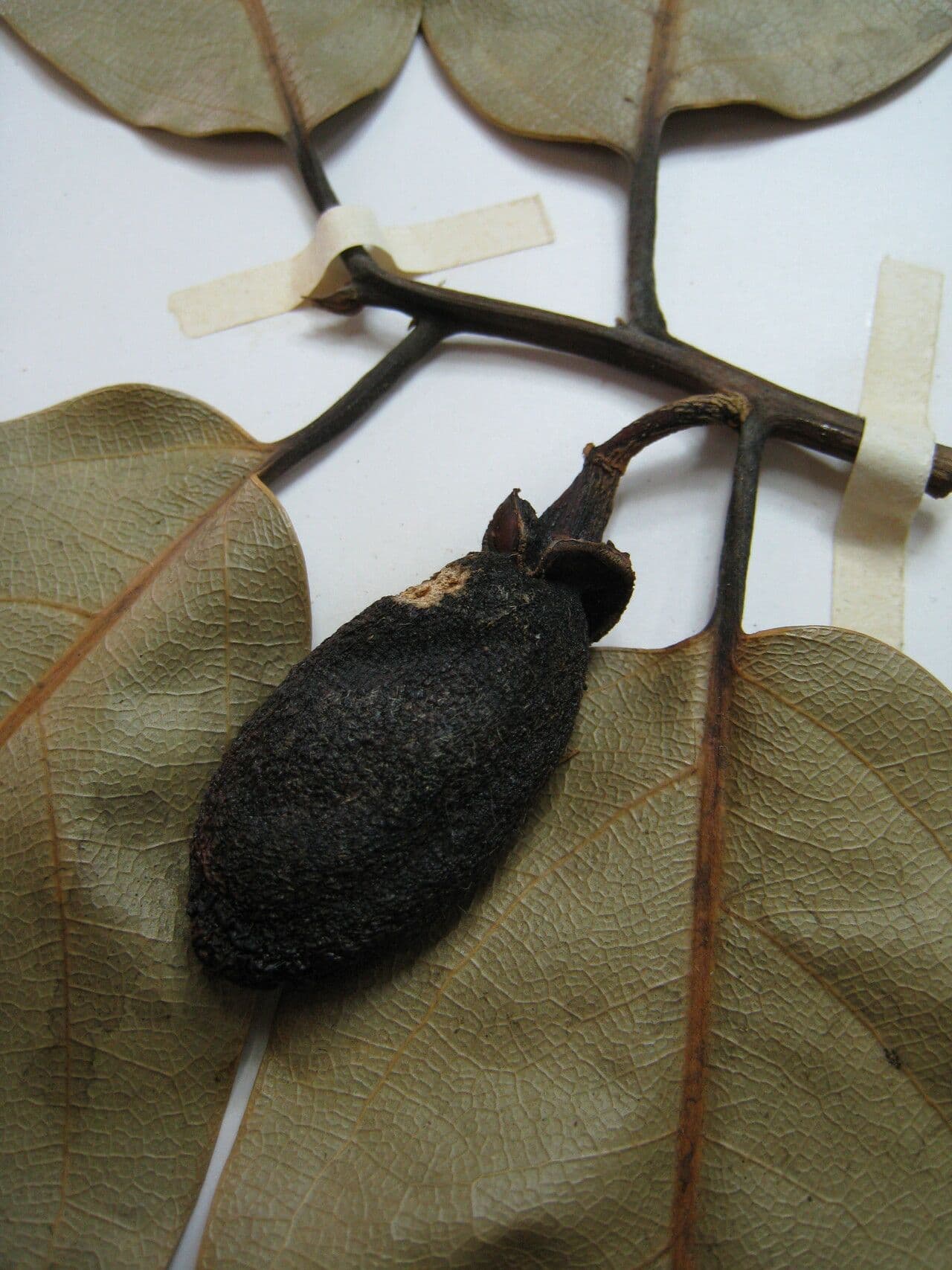Ocotea 4