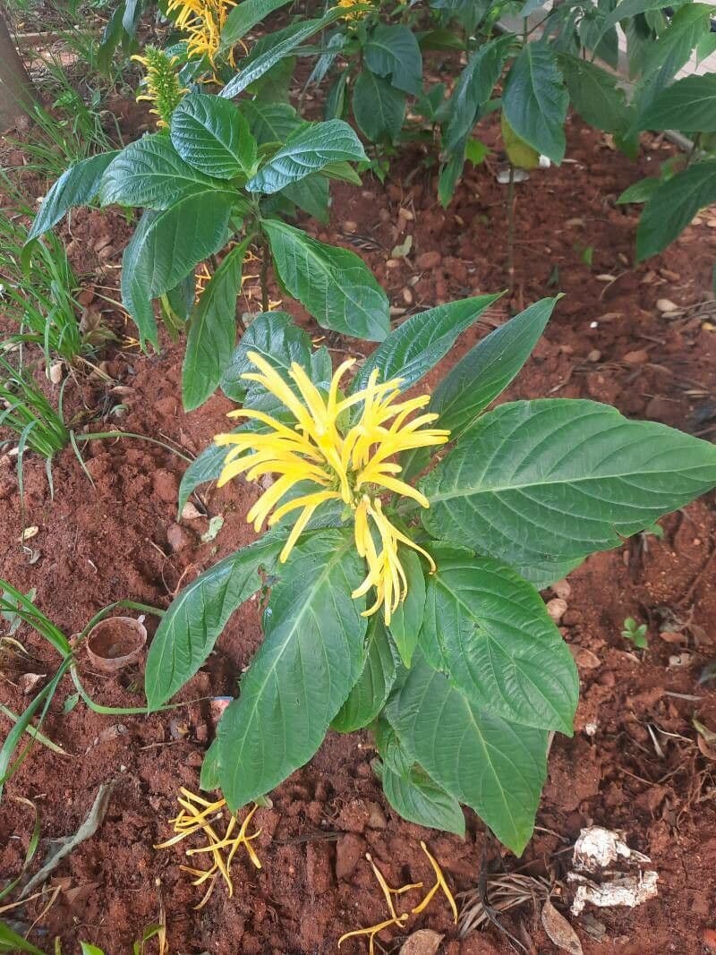 Giustizia dorata 10