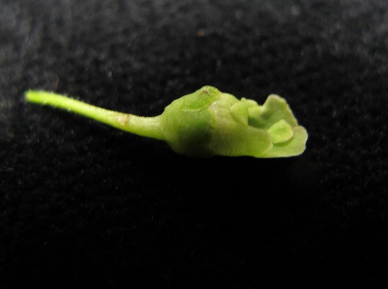 Scrofularia 2