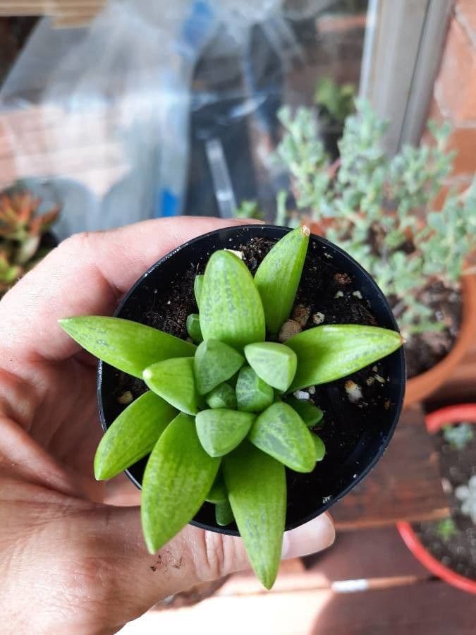 Haworthia 4
