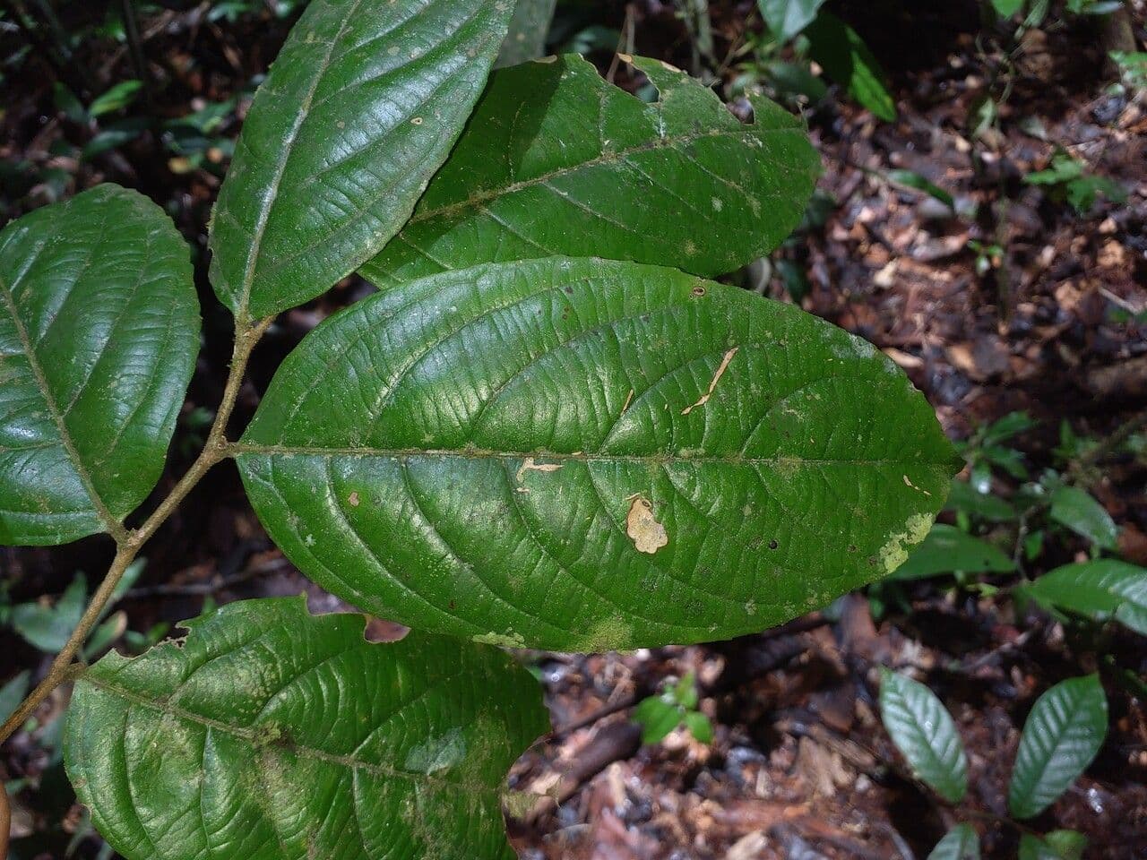 Casearia pitumba 6
