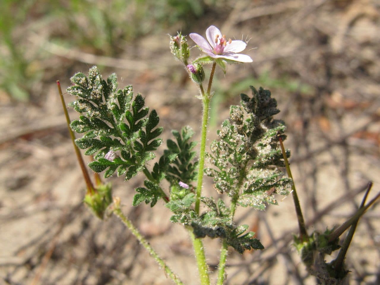 Klebriger Storchschnabel 19