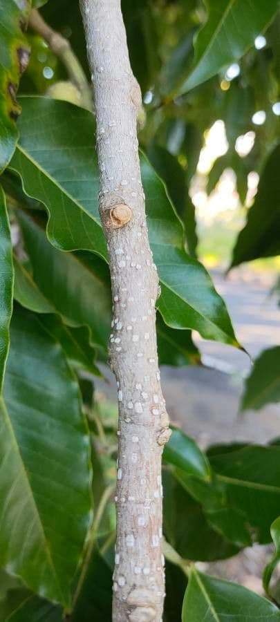 Magnolia champaca 24