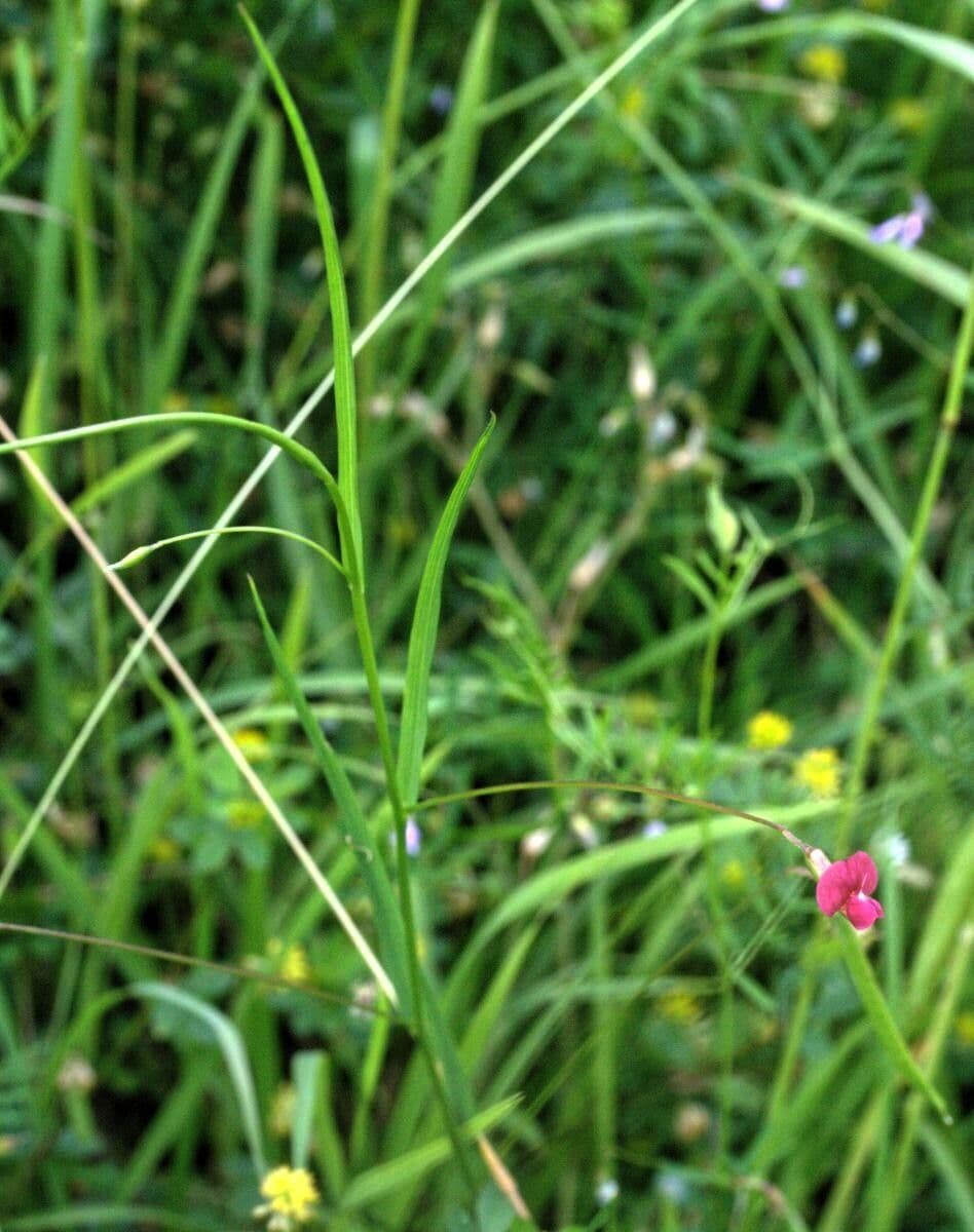 Gras-Platterbse 17