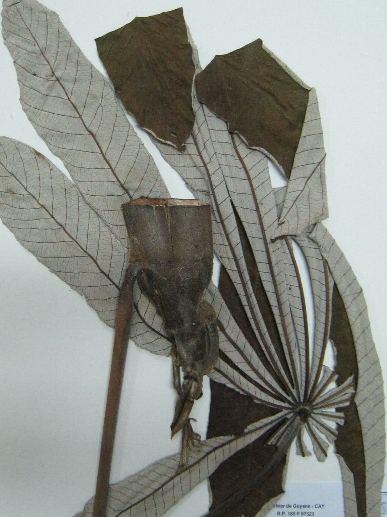 Cecropia 4