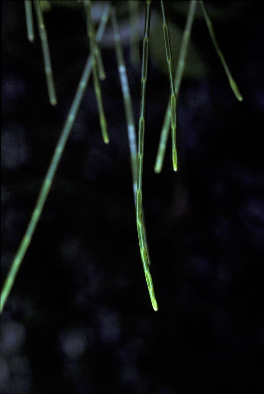 Gymnostoma 9