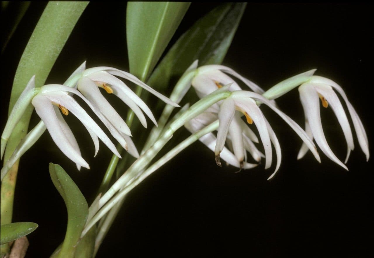 Maxillaria 2